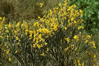 SPANISH GOLD® broom (Cytisus purgans), bloom