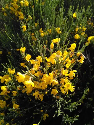 SPANISH GOLD® broom (Cytisus purgans), fall color