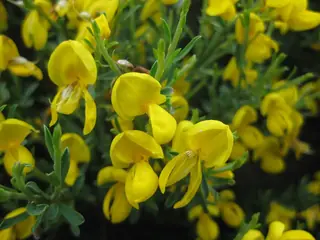 SPANISH GOLD® broom (Cytisus purgans), habit