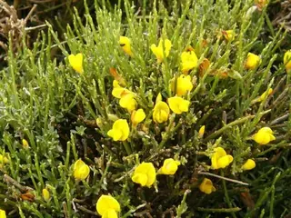 SPANISH GOLD® broom (Cytisus purgans), foliage