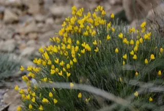 SPANISH GOLD® broom (Cytisus purgans), mature form