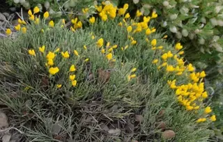 SPANISH GOLD® broom