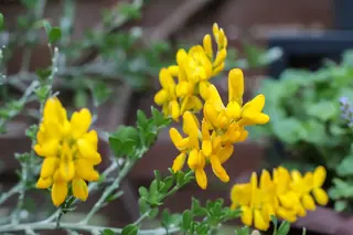 Lena broom (Cytisus 'Lena'), fall color