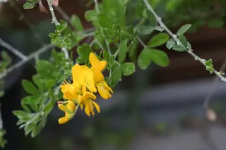 Lena broom (Cytisus 'Lena'), habit