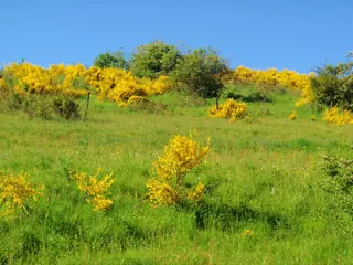 Lena broom (Cytisus 'Lena'), foliage