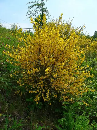 Lena broom (Cytisus 'Lena'), mature form