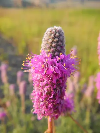 Purple Prairie Clover (Dalea purpurea), bloom