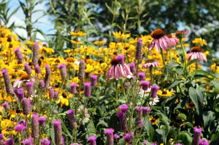 Purple Prairie Clover (Dalea purpurea), foliage
