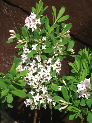 Burkwood daphne (Daphne x burkwoodii 'Carol Mackie'), bloom