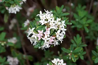 Burkwood daphne (Daphne x burkwoodii 'Carol Mackie'), fall color