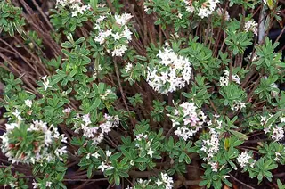 Burkwood daphne (Daphne x burkwoodii 'Carol Mackie'), foliage