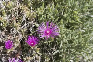 Fire Spinner ice plant (Delosperma 'Fire Spinner'), mature form