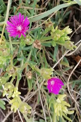 Fire Spinner ice plant (Delosperma 'Fire Spinner'), foliage