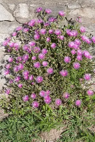 Purple ice plant
