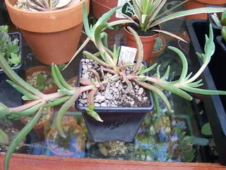 STARBURST™ ice plant (Delosperma floribundum), mature form