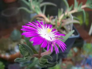 STARBURST™ ice plant (Delosperma floribundum), bloom