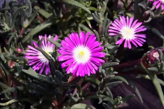 STARBURST™ ice plant (Delosperma floribundum), foliage