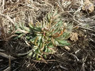 STARBURST™ ice plant