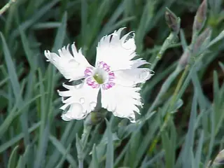 FIRST LOVE Dianthus (Dianthus 'First Love'), foliage