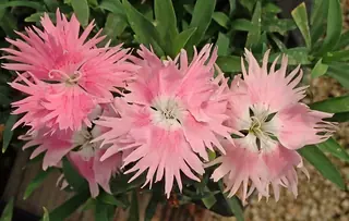 FIRST LOVE Dianthus