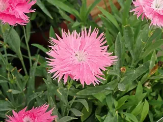 FIRST LOVE Dianthus (Dianthus 'First Love'), mature form