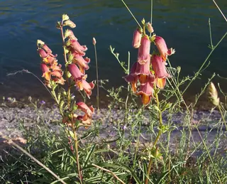 SUNSET Foxglove (Digitalis obscura 'Sunset'), mature form