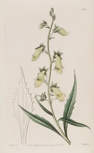 SUNSET Foxglove (Digitalis obscura 'Sunset'), foliage