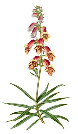 SUNSET Foxglove (Digitalis obscura 'Sunset'), bloom