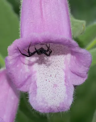 SPANISH PEAKS Foxglove (Digitalis thapsi), foliage