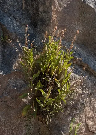 SPANISH PEAKS Foxglove (Digitalis thapsi), mature form