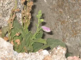 SPANISH PEAKS Foxglove (Digitalis thapsi), bloom