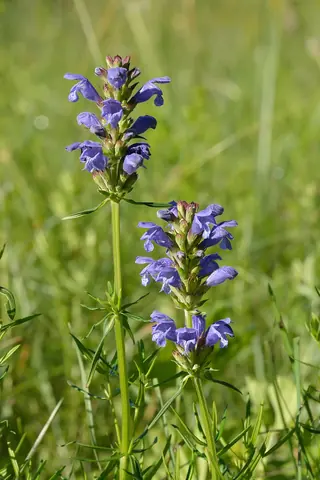 Indigo Blue Dragonhead (Dracocephalum ruyschiana), foliage