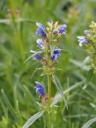 Indigo Blue Dragonhead (Dracocephalum ruyschiana), habit