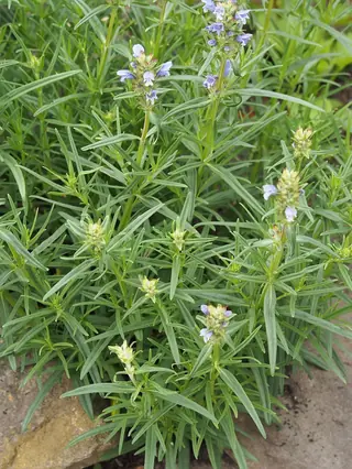 Indigo Blue Dragonhead (Dracocephalum ruyschiana), mature form