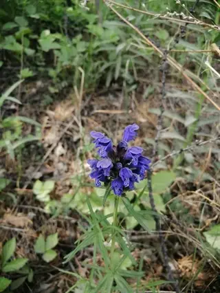 Indigo Blue Dragonhead (Dracocephalum ruyschiana), bloom