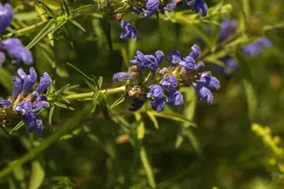 Indigo Blue Dragonhead (Dracocephalum ruyschiana), fall color