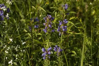 Indigo Blue Dragonhead
