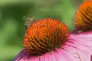 Purple Coneflower (Echinacea purpurea), fall color