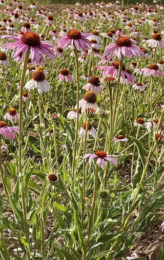 Purple Coneflower