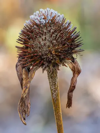 Purple Coneflower (Echinacea purpurea), habit
