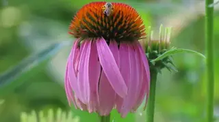 Purple Coneflower (Echinacea purpurea), bloom