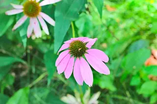 Purple Coneflower (Echinacea purpurea), mature form