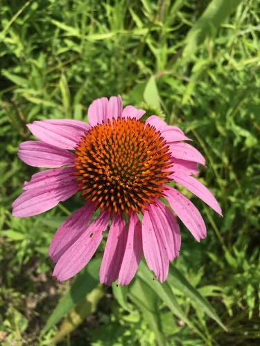 Purple coneflower in bloom, magenta petals around an orange cone.
