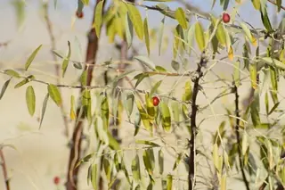 Russian olive (Elaeagnus angustifolia), bloom