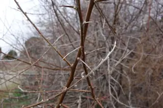 Russian olive (Elaeagnus angustifolia), habit