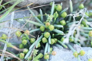Regel’s jointfir (Ephedra regeliana), mature form