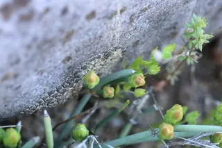 Regel’s jointfir (Ephedra regeliana), foliage