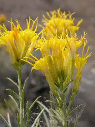 Rubber rabbitbrush (Ericameria nauseosa), bloom