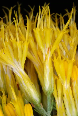 Rubber rabbitbrush (Ericameria nauseosa), fall color