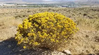 Rubber rabbitbrush